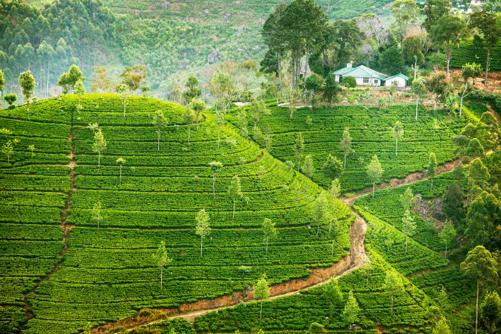 Sri Lanka
