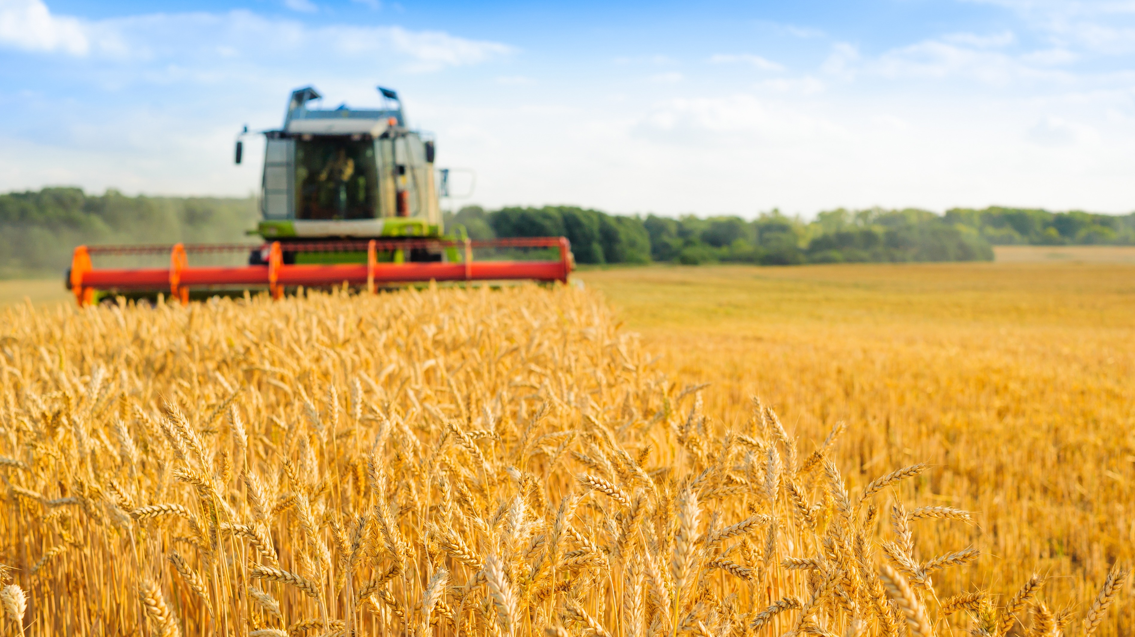 Dopłaty do pszenicy i kukurydzy 2023: Jakie są warunki przyznania pomocy rolnikom?