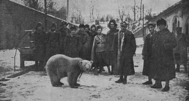 Baśka Murmańska – niedźwiedzica, która została żołnierzem